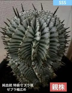 2026年最新】宇田ホリダの人気アイテム - メルカリ