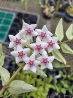 ホヤベラセブンスター蕾付きのサムネイル