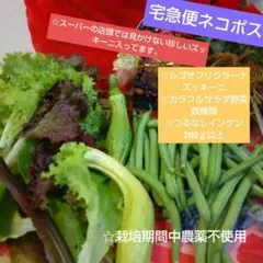 ☆新鮮お野菜詰め合わせセット☆ネコポスいっぱい