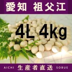 2026年新物 久寿 銀杏 ぎんなん 祖父江産 4L 3kg - メルカリ