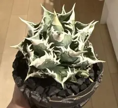 u*4様 【ZZ_plants】W950アガベ チタノタ 蜘蛛 極上強棘 極美極 海*祐様 【ZZ_plants】W537アガベ チタノタ 蜘蛛 極上強棘 極美極