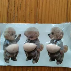 プードル　お腹シール