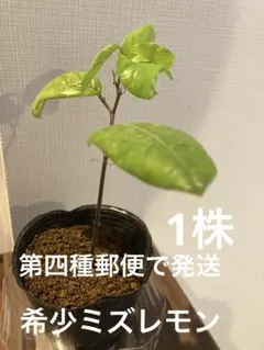 skyberry-orange.327様 リクエスト 2点 まとめ商品