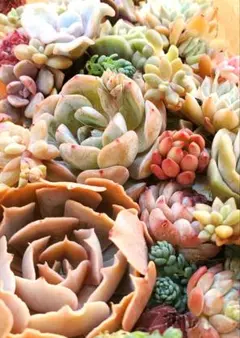 M*e様 エケベリア 多肉植物の寄せ植えセット