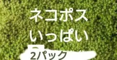 スナゴケ　ズナコケ　苔　２パック　盆栽　テラリウム