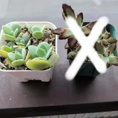 多肉植物 ミニ寄せ植え 黒のビニールポットごと発送です♪ - メルカリ