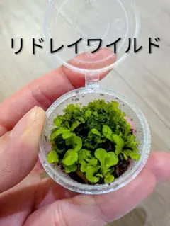ビカクシダ P.willinckii wild 龍巻 前葉体 - メルカリ
