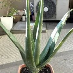 2025年最新】アロエの人気アイテム - メルカリ