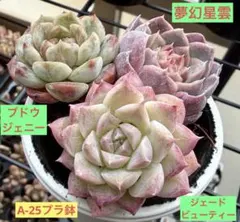 ジェードビューティー＆ブドウジェニー＆夢幻星雲　多肉植物　プラグ苗(抜き苗)3苗
