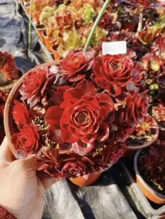 461 傾城の恋 群生 多肉植物 アエオニウム