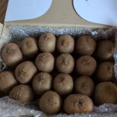 新鮮キウイ 送料込み