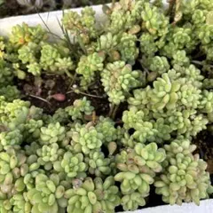 バジル28様 リクエスト 5点 まとめ商品