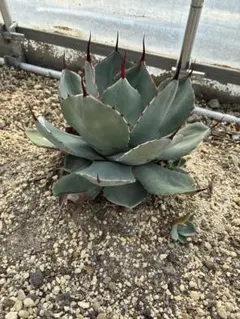 AGAVE アガベ パリー トランカータ 縞斑 斑入り オバティフォリア