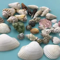 天然貝殻セット 標本 工作素材 - メルカリ