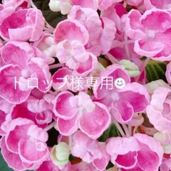ドロップ様専用☻