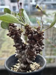 2026年最新】オトンナの人気アイテム - メルカリ