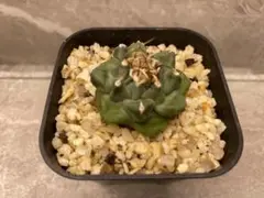 2026年最新】アロンソイの人気アイテム - メルカリ