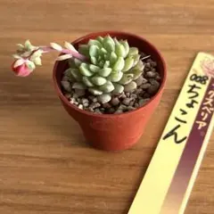 S*U様 古都の葉さん りんごのつぶ メルカリ便 札付き・抜き苗 古都の葉 りんごのつぶ 抜き苗 - メルカリ