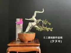 2026年最新】真柏の人気アイテム - メルカリ