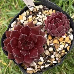 多肉植物 センペルビウム ジュエルケース No.33【青】 - メルカリ
