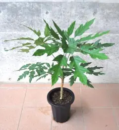 希少★5 トラベシア　トレベシア パルマータ　5号　観葉植物　レア植物 希少☆5 トラベシア トレベシア パルマータ 5号 観葉植物 レア植物