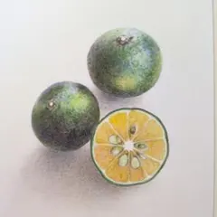シークワーサーの色鉛筆画