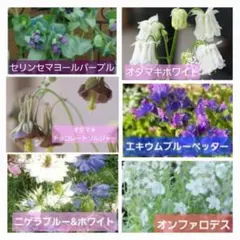 BLUE GARDEN　6種SETのサムネイル