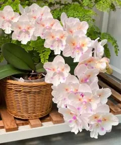 胡蝶蘭 原種 交配種 YANG Phal.schileriana - メルカリ