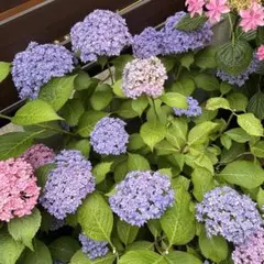 アジサイ 鉢植え ブルー系4号鉢開花中品種不明7/6 - メルカリ