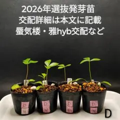 2026年最新】蜃気楼 クリスマスローズの人気アイテム - メルカリ