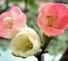 木瓜の苗　ボケ　ピンク　白のサムネイル