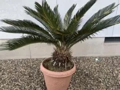 2026年最新】ソテツ 引き取りの人気アイテム - メルカリ