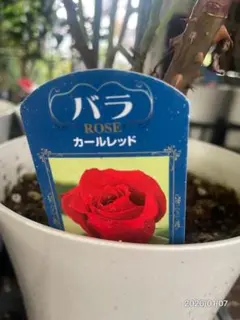 Rosa Orientis ルクソール 接木大苗 バラ苗 6号鉢 薔薇 苗 - メルカリ