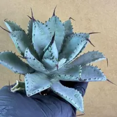 513 アガベ ホリダ 極上株 極上強刺 Agave horrida - メルカリ
