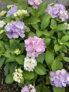☘️⑦紫陽花 抜き苗 - メルカリ