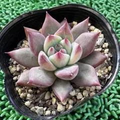 2025年最新】コロラータアテマハックの人気アイテム - メルカリ