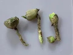 アロカシア　グリーンベルベット　大きな芋のサムネイル
