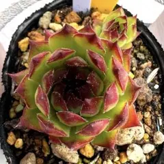 多肉植物 センペルビウム ダラス No.24【黄】 - メルカリ