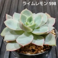 さら︎✿様 リクエスト 3点 まとめ商品