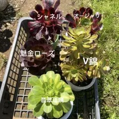 アエオニウム 25株 名前付きません メルカリ便発送 - メルカリ