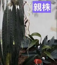 Anthurium Creole✖️Wendilinggeri