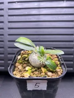 9月入荷 50粒+ パキポディウム エニグマチカム 種子 種 証明 グラキリス0 9月入荷 50粒+ パキポディウム エニグマチカム 種子 種 証明