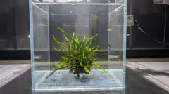 2026年最新】ada キューブ 20の人気アイテム - メルカリ