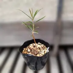 hideo様 リクエスト 3点 まとめ商品