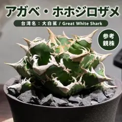 ヒ*シ様 アガベ チタノタ SSSランク 悪魔海王 頂点血統 究極個体 早い者勝 ト*シ様 アガベ チタノタ SSSランク 悪魔海王 頂点血統 究極個体 早い