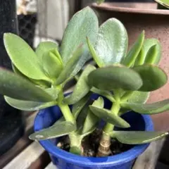 幸運を呼ぶ☆金の成る木☆子株セット