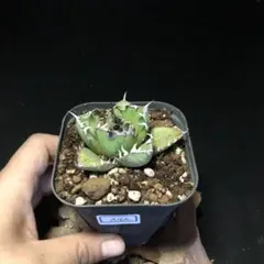 サービス品【匿名配送】④サイズ大　アガベ　姫厳竜錦　覆輪斑　TC 子株付 2025年最新】姫厳竜 白中斑の人気アイテム - メルカリ