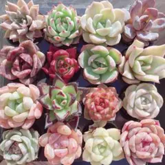 Ｂ【メルカリ便】 　16種　安心の根付き　韓国苗　寄せ植え用セット　多肉植物