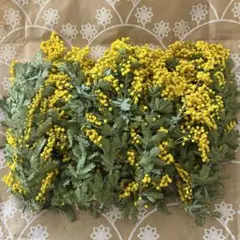 ミモザ ドライフラワー