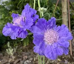 dingo様 リクエスト 6点 まとめ商品